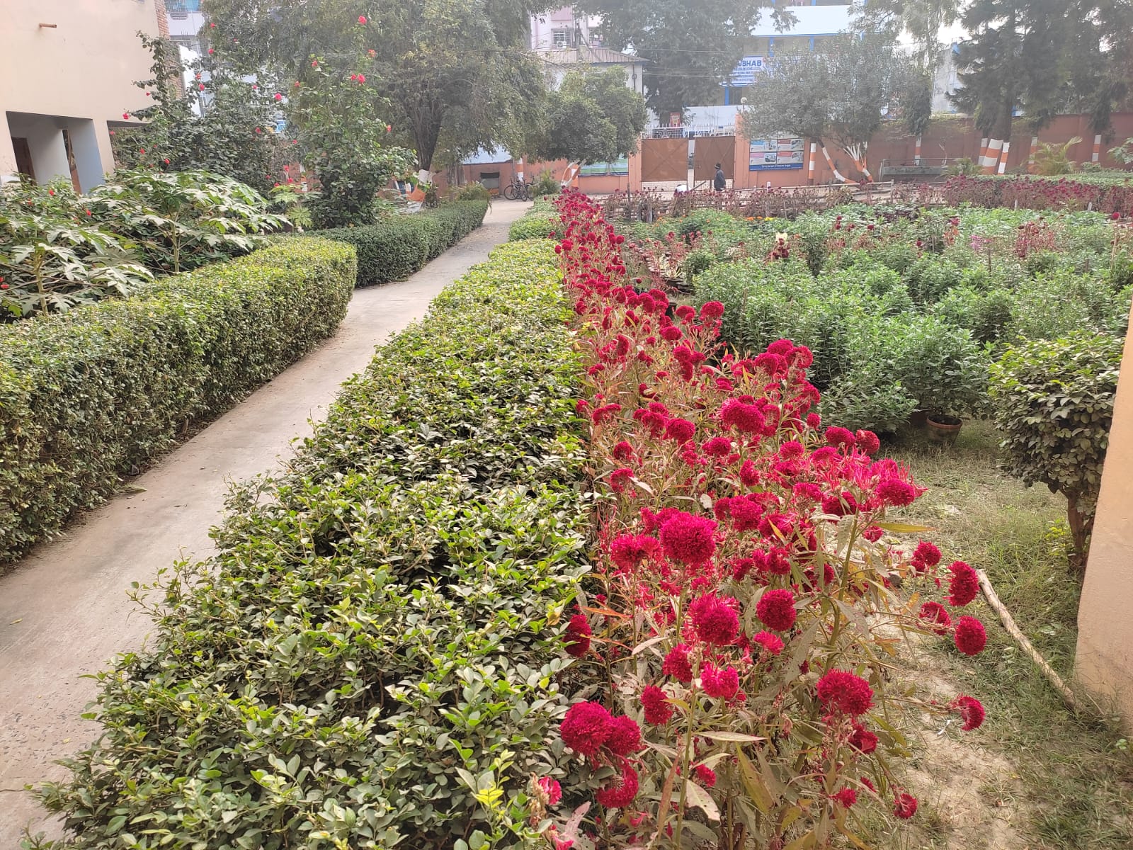 School Garden